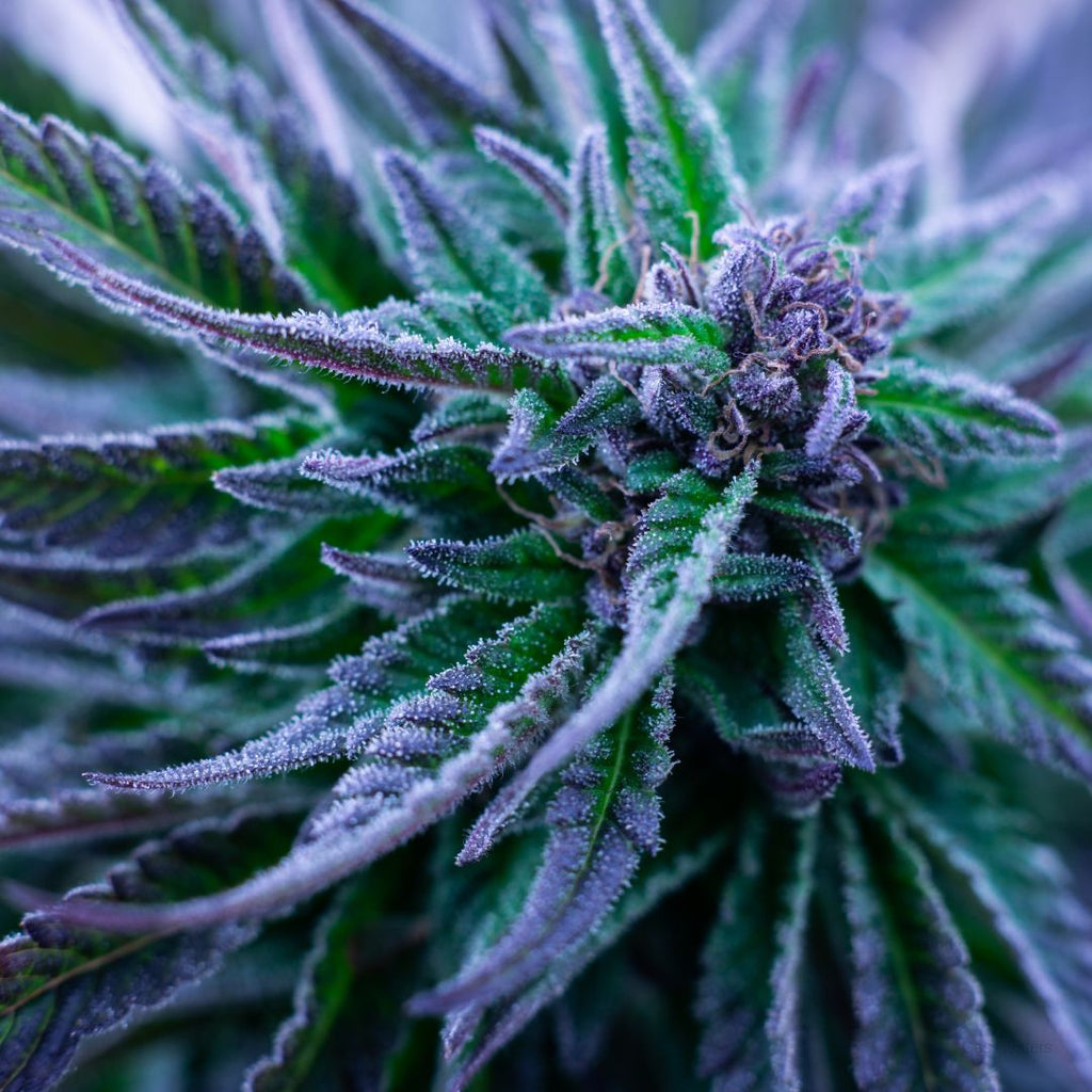 Exploring the Colorful World of Purple Cannabis Strains: Benefits and Popular Varieties